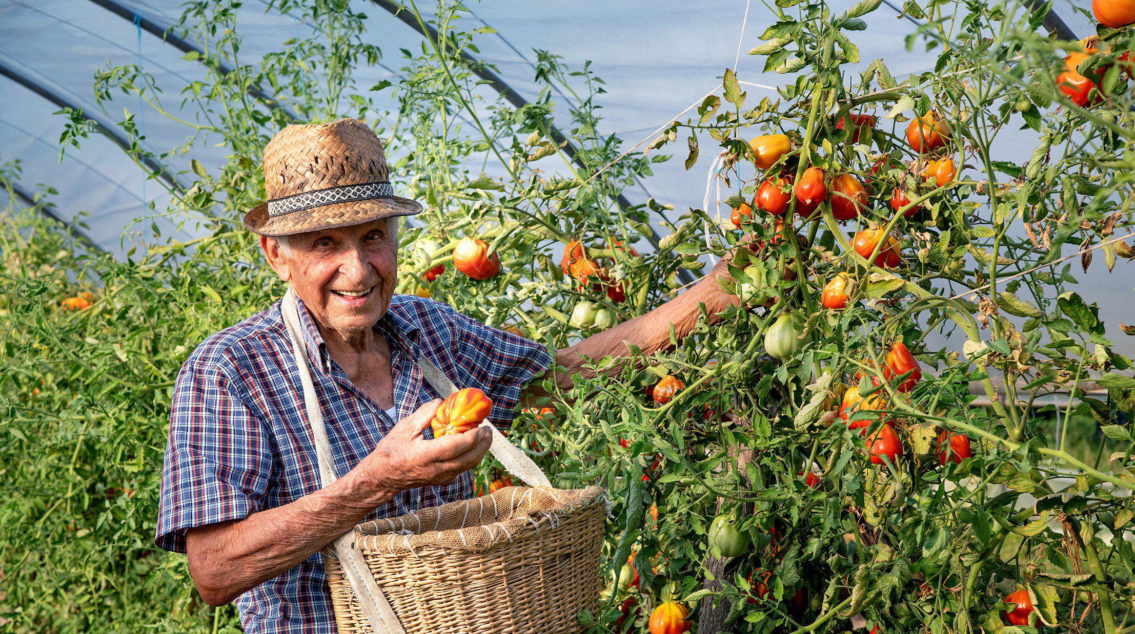 Immagine per Mario Snidero da Sant'Antonio di Fiumicello, una vita tra i campi e il lavoro